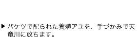 バケツで配られた養殖アユを、手づかみで天竜川に放ちます。