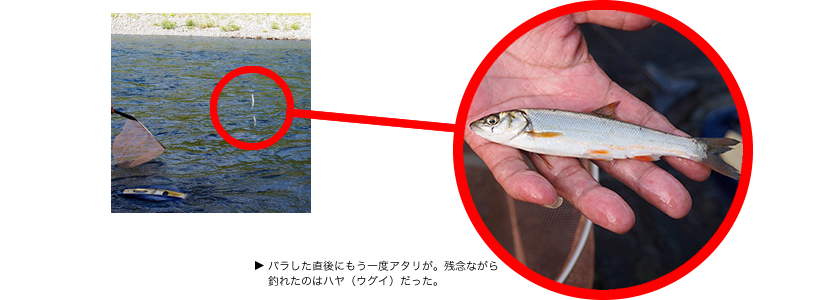 バラした直後にもう一度アタリが。残念ながら釣れたのはハヤ（ウグイ）だった。