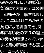 GWの5月5日、船明ダム魚道にて大量のアユの遡上の様子が目撃されました。今年は4月ごろからの漁協による調査でも、例年にない数のアユの遡上の模様が確認されています。6月の解禁が待ち遠しいニュースです。