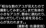 「相当な数のアユが見えたので撮影してみました。まだ魚体の小さなアユが、懸命に跳ねたり、泳いだりしている姿を見ると、心が洗われます。」（撮影者：佐藤俊哉）