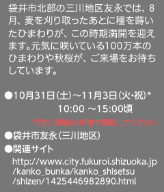 村おこしの一環として、2002年にはじまった新しいお祭りです。8月の麦刈り後の休耕田4.7ヘクタール一面に咲く約100万本のひまわりの光景は圧巻。ひまわりは11月中旬まで楽しめます。