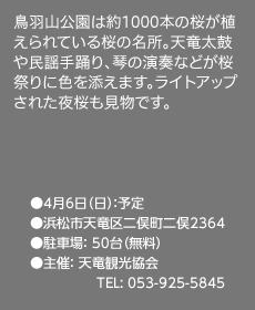 鳥羽山公園は約1000本の桜が植えられている桜の名所。天竜太鼓や民謡手踊り、琴の演奏などが桜祭りに色を添えます。ライトアップされた夜桜も見物です。