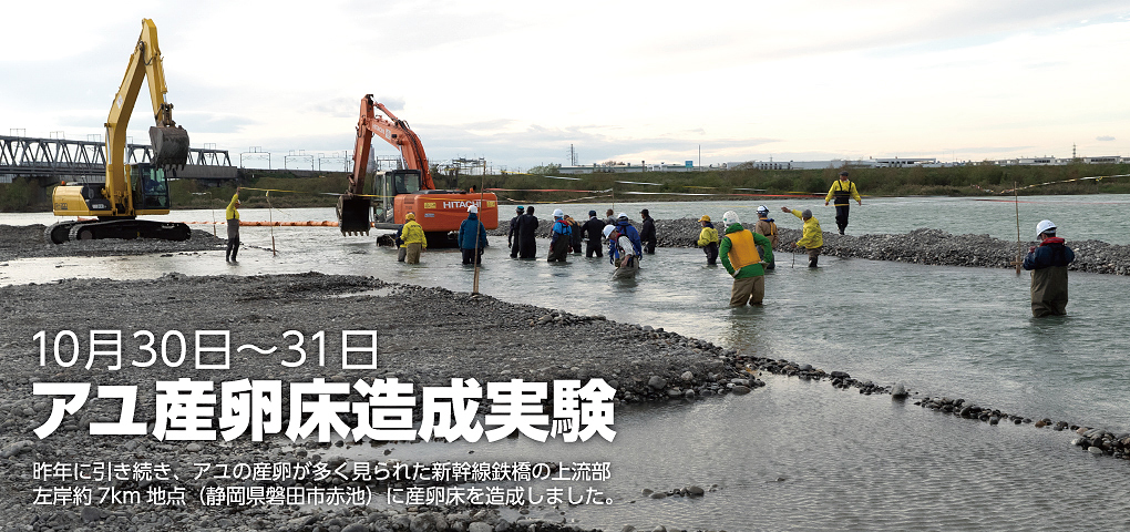 アユ産卵床造成実験　昨年に引き続きアユの産卵が多く見られた新幹線鉄橋の上流部左岸約7km地点（静岡県磐田市赤池）に産卵床を造成しました。