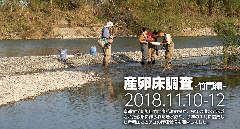 産卵床調査―竹門編―　2018年11月10日から12日　京都大学防災研竹門康弘准教授が、今年の洪水で形成された砂州に作られた湧水瀬や、今年の1月に造成した産卵床でのアユの産卵状況を調査しました。