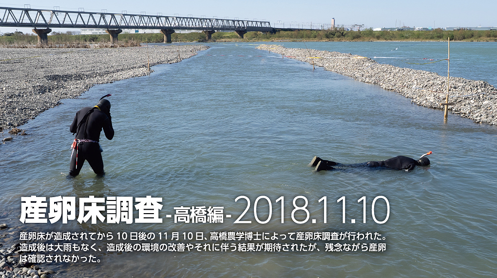 産卵床調査―高橋編―　2018年11月10日　産卵床が造成されてから10日後の11月10日、高橋農学博士によって産卵床調査が行われた。