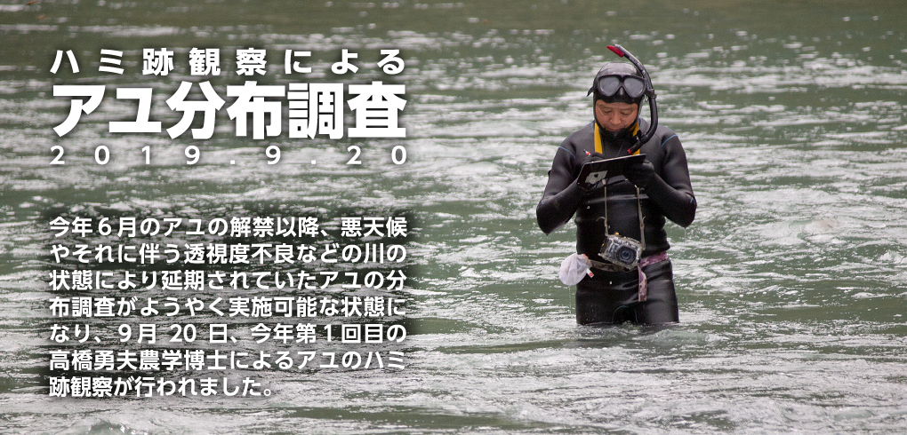 ハミ跡観察によるアユ分布調査2019年9月20日　　今年6月のアユ解禁以降、悪天候やそれに伴う透視度不良などの川の状況により延期されていたアユの分布調査がようやく実施可能な状態になり、9月20日、今年第1回目の高橋勇夫農学博士によるアユのハミ跡観察が行われました。