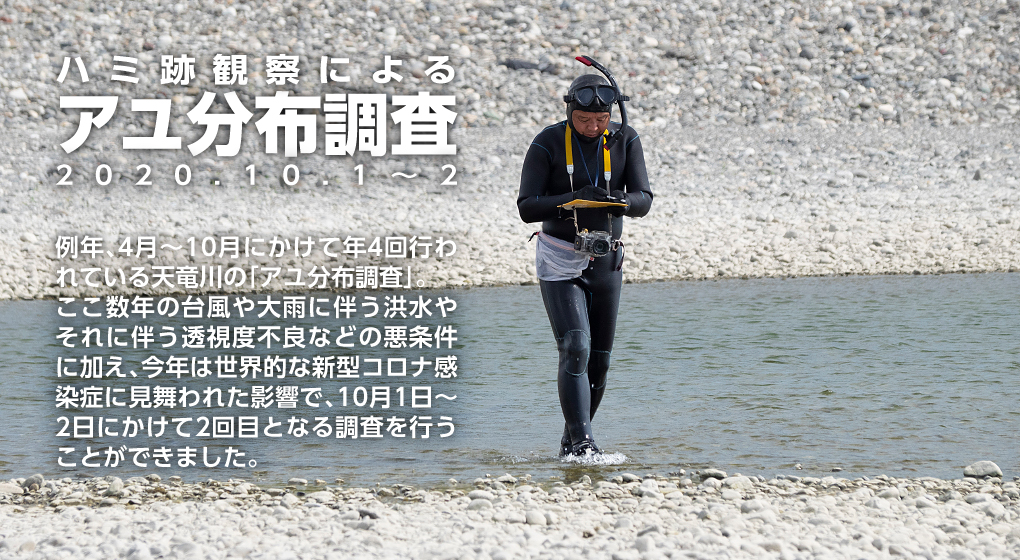 ハミ跡観察によるアユ分布調査2019年9月20日　　今年6月のアユ解禁以降、悪天候やそれに伴う透視度不良などの川の状況により延期されていたアユの分布調査がようやく実施可能な状態になり、9月20日、今年第1回目の高橋勇夫農学博士によるアユのハミ跡観察が行われました。