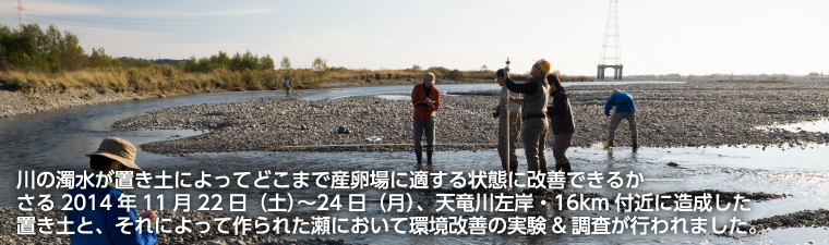 川の濁水が置き土によってどこまで産卵場に適する状態に改善できるか──さる2014年11月22日（土）〜24日（月）、天竜川左岸・16km付近に造成した置き土と、それによって作られた瀬において環境改善の実験&調査が行われました。