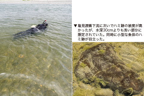 塩見渡橋下流に次いでハミ跡の被度が高かったが、水深30cmよりも浅い部分に限定されていた。同時に小型な魚体のハミ跡が目立った。