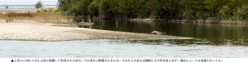 上流から流れてきた土砂が堆積して形成された砂州。川の流れに影響されるため、大水などがあれば頻繁にその形を変えます。場合によっては消滅することも。