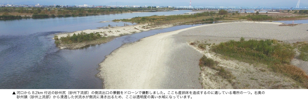 河口から8.2km付近の砂州尻（砂州下流部）の側流出口の景観をドローンで撮影しました。ここは来年に計画されている産卵床造成事業の候補地の一つ。右奥の砂州頭（砂州上流部）から浸透した伏流水が側流に涌き出るため、ここは透明度の高い水域になっています。