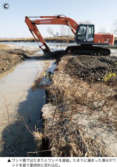 ワンド奥では水路とワンドを直結。ワンドに溜まった湧水が産卵床に流れ込む。