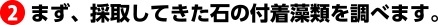 まず、採取してきた石の付着藻類を調べます。